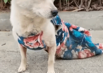 T2007031 No one needs me pet xuhuong fyp trending dog petsoftiktok dogs part2