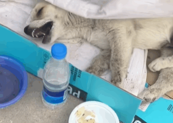 T2007030 No one needs me pet xuhuong fyp trending dog petsoftiktok dogs part2