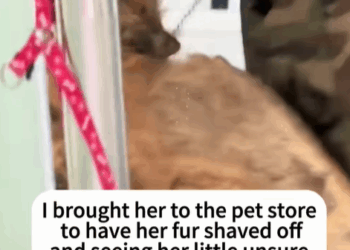 T2007004 Saving stray dog dogsoftiktok dog rescuedog doglovers trust part2