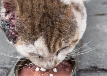 T2007016 Stray Cat Rescue cat cats catsoftiktok rescueanimals rescuecat part2