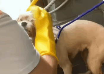 T2007026 Poor puppy puppy dog anime rescue save raise fyp foryoupage part2