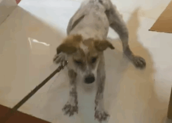 T2007010 Rescue stray dog dog dogs doglove dogsoftiktok rescuedog strayd part2