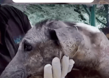 T2007034 When you rescue you re not just saving a dog you re changing a life part2