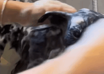 T2007009 Rescue stray dogs dog dogs dogsoftiktok rescuedog doglovers part2