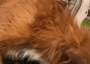 T1407037 Rescue puppy with disabled legs that is walking in high temperature part2