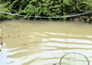 T1407038 Rescue puppy that has fallen into the water part2