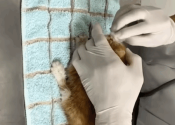 T1407039 Dogs deserve our great respect rescue rescue part2