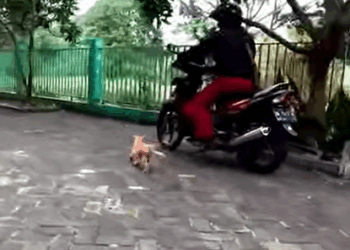T1407054 Rescued poor dog whose legs were broken while crossing the street part2
