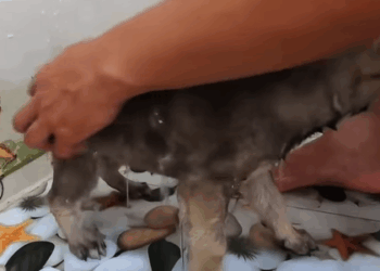 T1407042 Rescue baby dog Thank you hero for coming so promptly God bless part2