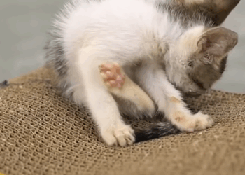 T1407045 Rescue Cat rescue rescuecat rescueanimals part2