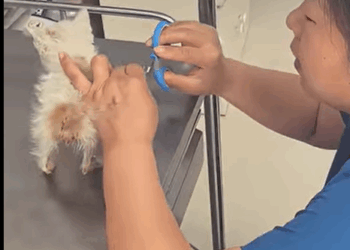 T1407032 Rescue stray cats rescue cute love helpanimals cat catsoftikto part2