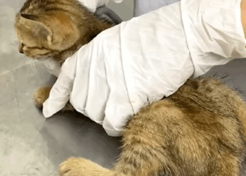 T1407047 Rescue cat rescue rescuecat rescueanimal part2