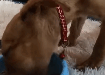 T1407055 Please give word of thanks to the hero part2
