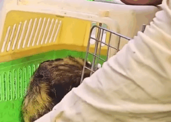 T1407046 Rescue Cat rescue rescueanimals rescuecat part2