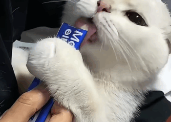 T1407030 Rescue stray cats rescue cute love helpanimals cat catsoftikto part2