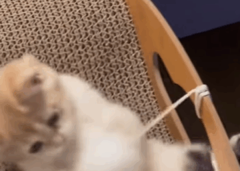 T1407034 Rescue stray cats rescue cute love helpanimals cat catsoftikto part2