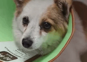 T1407025 Rescue stray dogs rescue cute love helpanimals dog part2