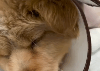T1407033 Rescue stray dogs rescue cute love helpanimals rescuedog dog part2