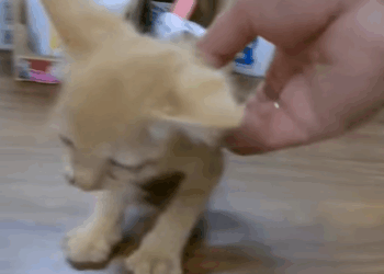 T1407050 Rescue Baby Cat rescue rescuecat rescuea part2