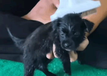 T1407040 Rescue puppy rescue rescueanimals animals part2