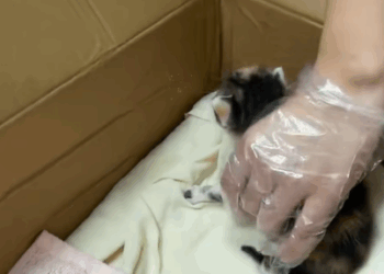 T1407035 Rescue the cute calico cat rescue cute love cat helpanimals part2