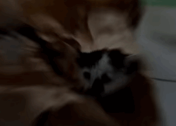 T1407053 Rescue Cat rescue rescueanimals rescuecat part2