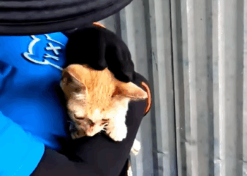 T1407052 Rescue Cat rescue rescuecat rescueanimals part2