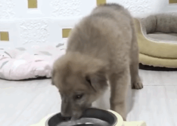 T1607025 Rescue puppy animal animalsoftiktok rescueanimals rescue rescuedog puppy part2