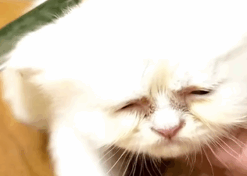 T1607014 Rescuing cat with only weak breathing left animalsoftiktok rescuea part2