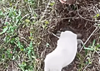 T1607003 she was asking for help to save her cubs salvandovidas viral part2