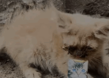 T1607021 Rescuing blind kittens in a landfill rescue part2