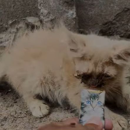 T1607021 Rescuing blind kittens in a landfill rescue part2