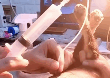 T1607010 What would have happened if this puppy hadn been treated in time part2