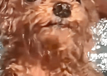 T1607013 rescuing wandering puppy shivering in the rain animalsoftiktok res part2