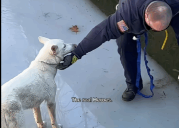 T1607004 saving animals hopecore lifeisbeautiful animals emotional part2