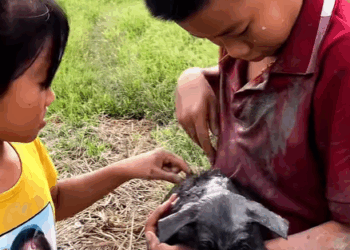 T1607011 Two brothers went to catch snails and saw an abandoned dog in field part2