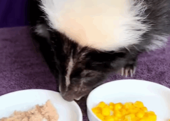 T1607009 Skunk was frozen luckily saved by man and adpted rescue rescuean part2