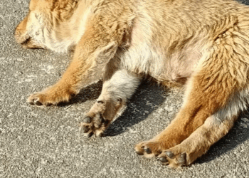 T1607006 What happen pet fyp xuhuong trending dog dogsoftiktok petso part2