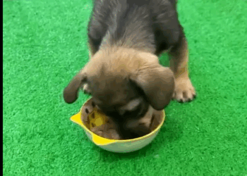 T1607023 Rescue Sweet Rescue puppy animal animalsoftiktok rescueanimals rescue rescuedog puppy part2