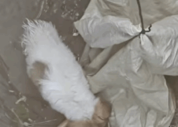 T1607005 The dog is stuck in the sewer the sewer mouth is too small part2