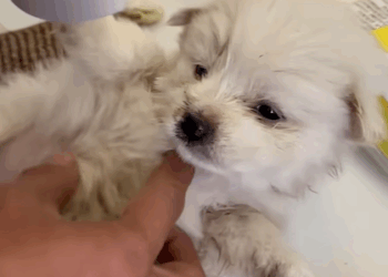 T1607007 So cute pet fyp xuhuong trending dog dogsoftiktok petsoftiktok part2