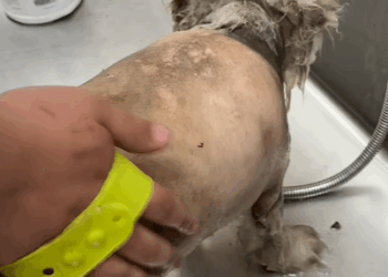 T1607008 The dog was helped and their love helped the dog get better part2