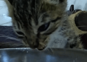 T1607017 Rescuing an orphaned kitten with a broken leg and then rescue part2