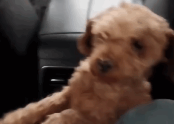 T1607018 today found very cute puppy on the highway and saved it rescue part2