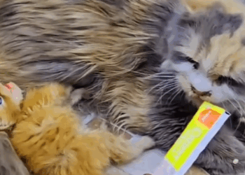 T1607016 The clever mother cat asked passersby to help her family and the endi part2