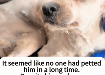T2007006 Transformation of a Stray Dog dogs dogsoftiktok rescuedog straydog part2