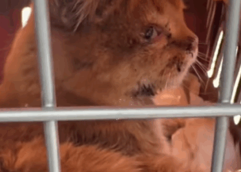 T2007014 Helping injured stray cats cat cats catsoftiktok rescueanimals part2