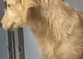 T2007007 Rescue a stray dog dogs dogsoftiktok rescuedog straydog doglovers part2
