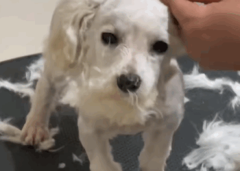 T2007024 Rescue puppy with injured leg part2