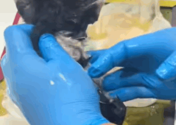 T2007018 Rescue stray cats cat cats catsoftiktok rescueanimals rescuecat part2